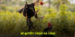 bí quyết chọn gà chọi