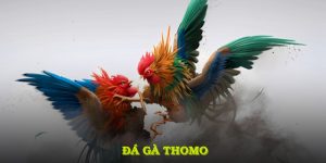 Đá gà Thomo